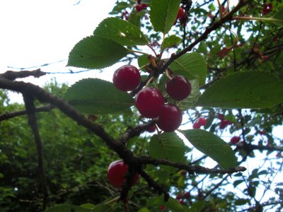 cherries